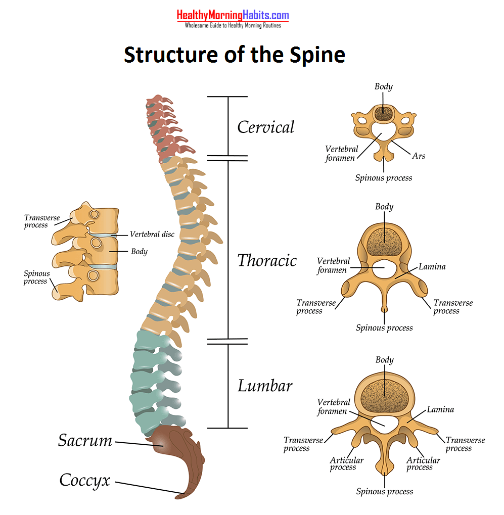 spine anatomy